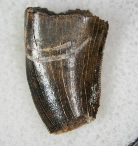 Partial Theropod Tooth - Hell Creek Formation #13117